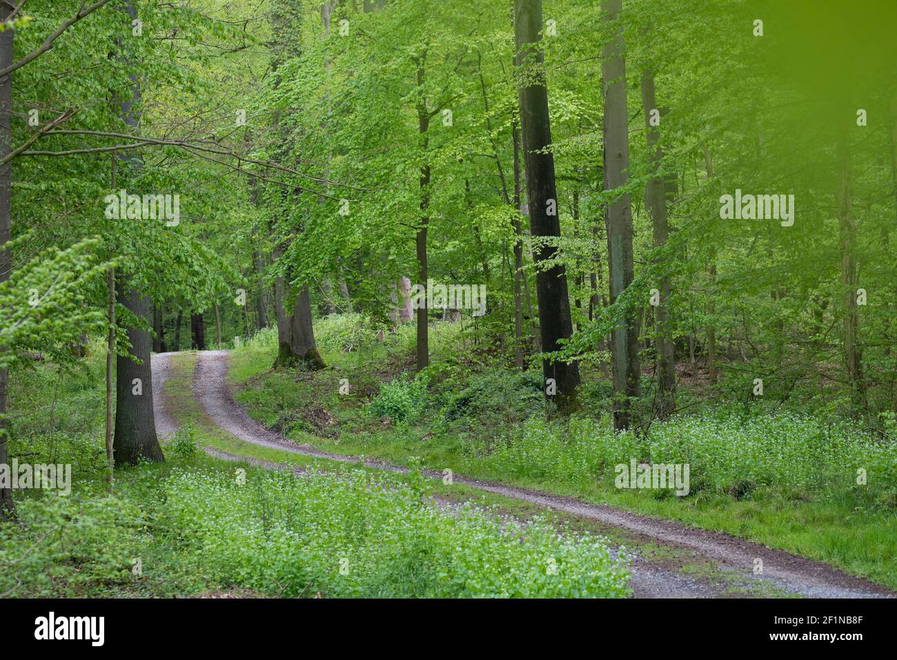 Wald, Laubwald, Buchenwald, Waldweg, Weg, Mischwald im Frühjahr mit Buche, Buchen, Rotbuche, Fagus sylvatica, Beech, Common Beech, Europaen Beech, Fay Stock Photo