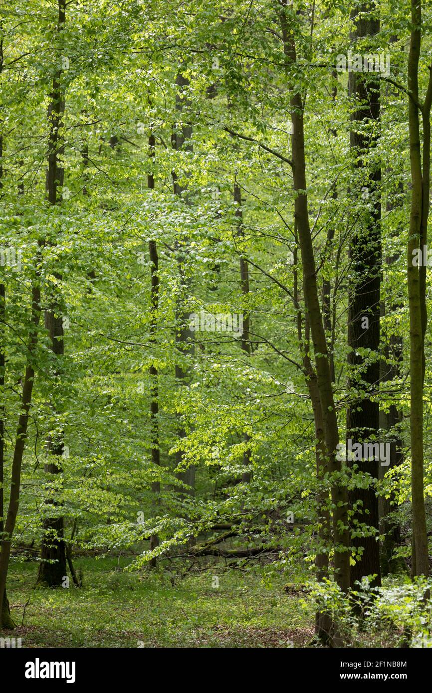 Wald, Laubwald, Buchenwald, Mischwald im Frühjahr mit Buche, Buchen, Rotbuche, Fagus sylvatica, Beech, Common Beech, Europaen Beech, Fayard, Hêtre com Stock Photo