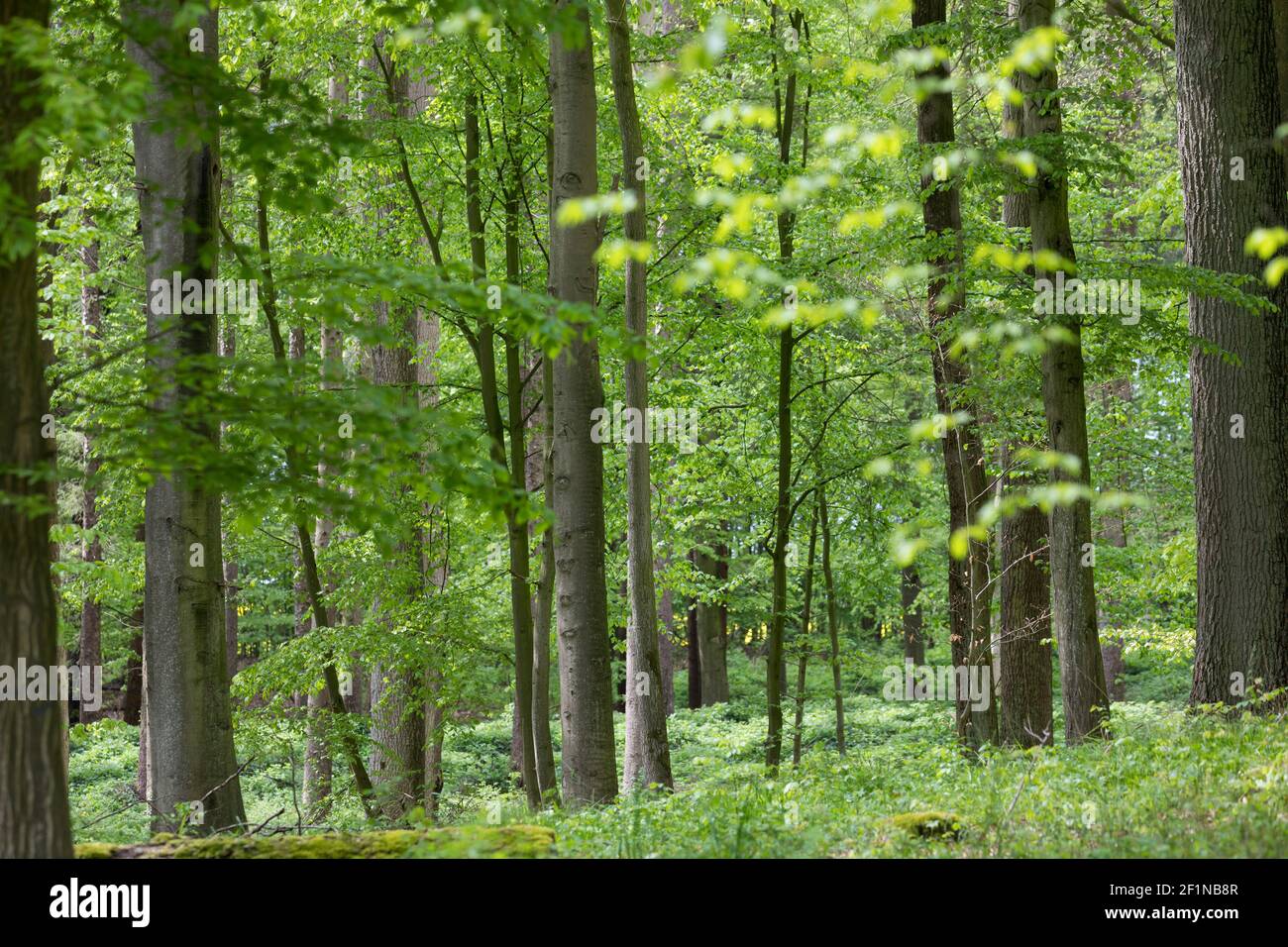 Wald, Laubwald, Buchenwald, Mischwald im Frühjahr mit Buche, Buchen, Rotbuche, Fagus sylvatica, Beech, Common Beech, Europaen Beech, Fayard, Hêtre com Stock Photo