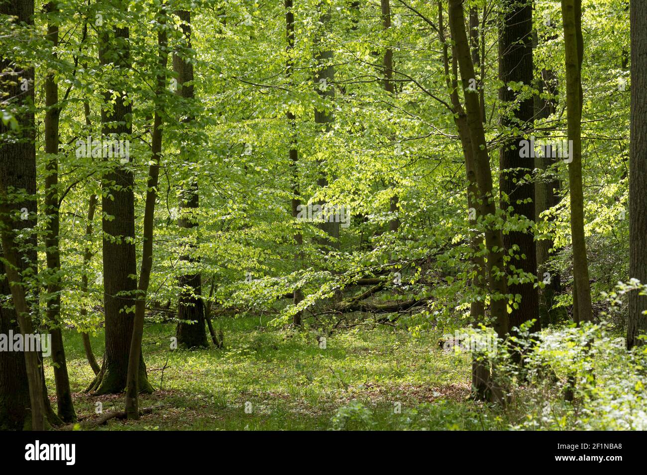 Wald, Laubwald, Buchenwald, Mischwald im Frühjahr mit Buche, Buchen, Rotbuche, Fagus sylvatica, Beech, Common Beech, Europaen Beech, Fayard, Hêtre com Stock Photo