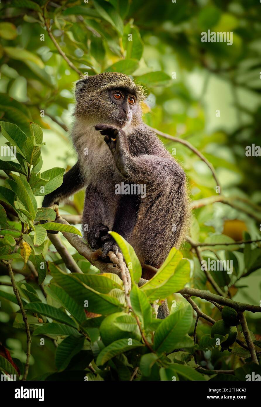 Sykes monkey - Cercopithecus albogularis also known white-throated or  Samango or silver or black or blue or diademed monkey, found between  Ethiopia an Stock Photo - Alamy