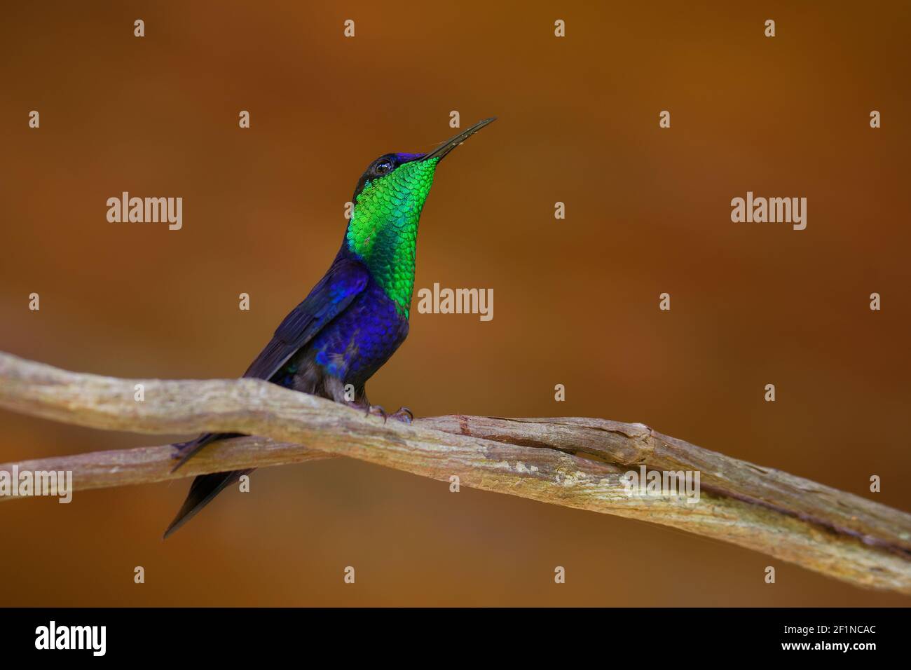 Male crowned woodnymph hummingbird thalurania hi-res stock photography ...