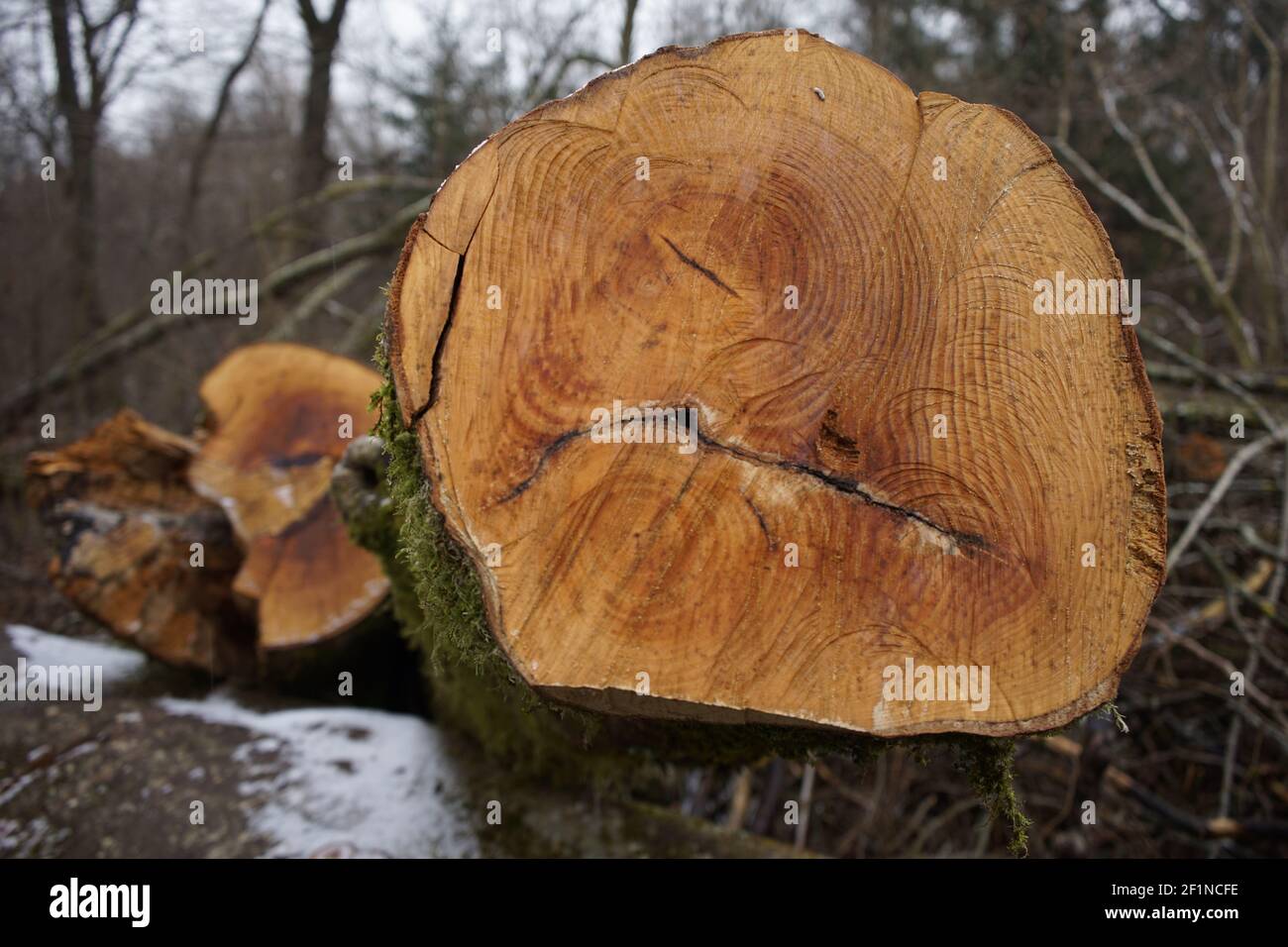A tree trunk with annual rings Stock Photo - Alamy