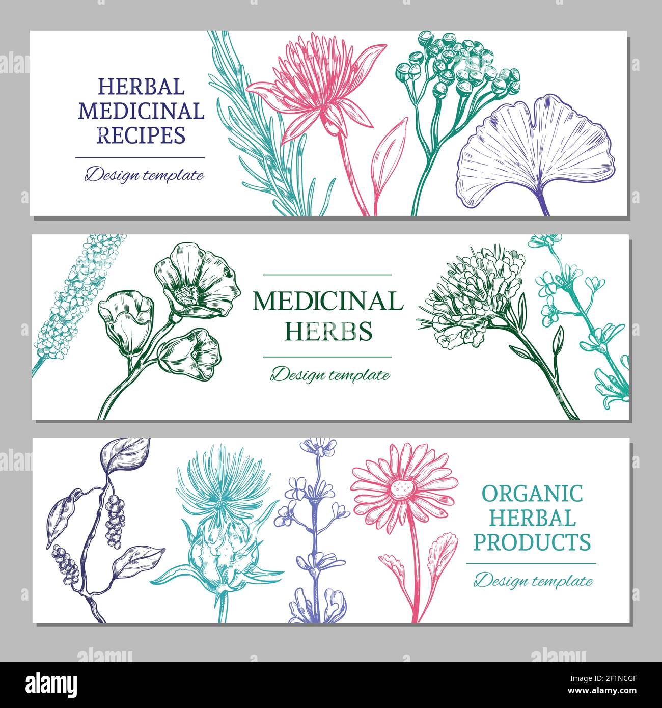 Medicinal herbs horizontal banners with different organic healthy spices Stock Vector