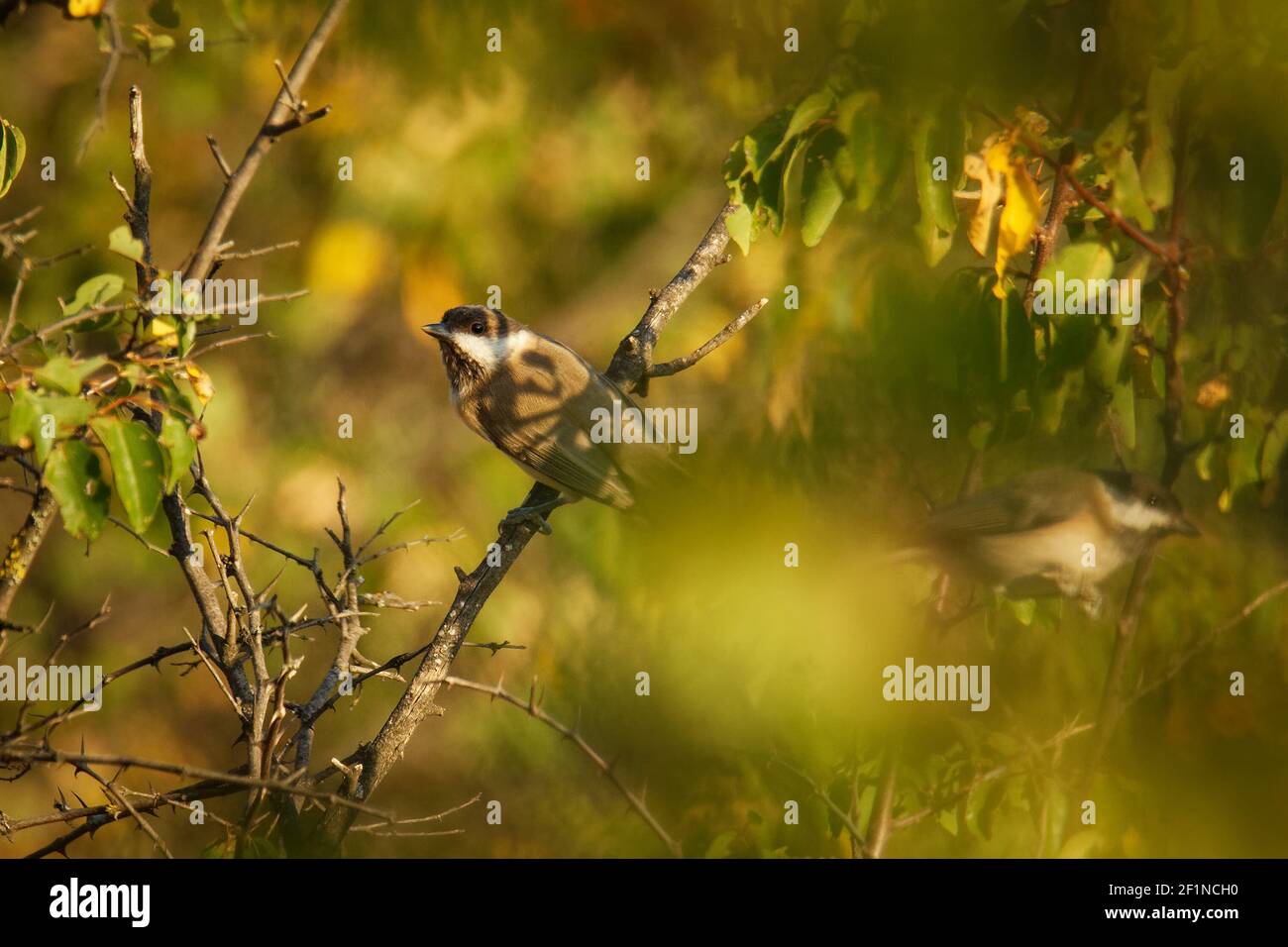 Sombre Tit - Poecile lugubris member of the tit family found in southeast  Europe and Asia in low density in thin woodlands, small bird on the tree in  Stock Photo - Alamy