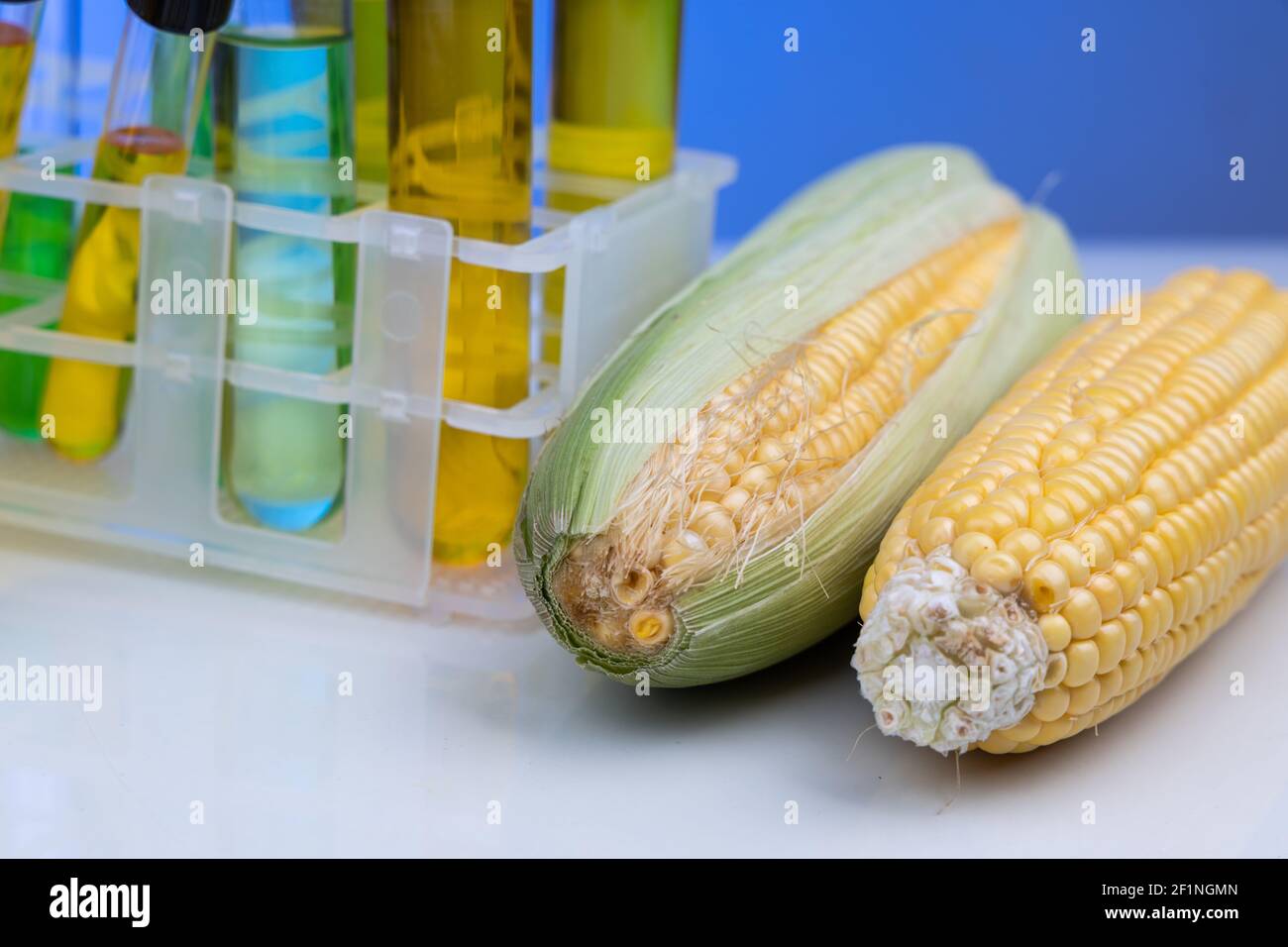 Ethanol biofuel derived from corn maze with beaker test tubes in