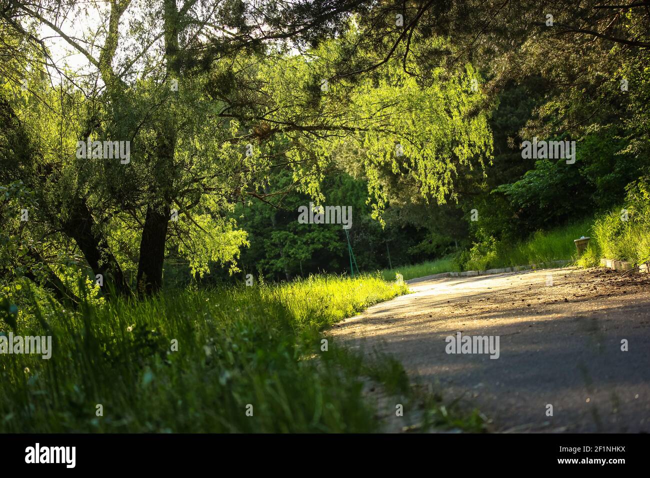 Path for a walk under the trees in the park at sunset. The sun's rays ...