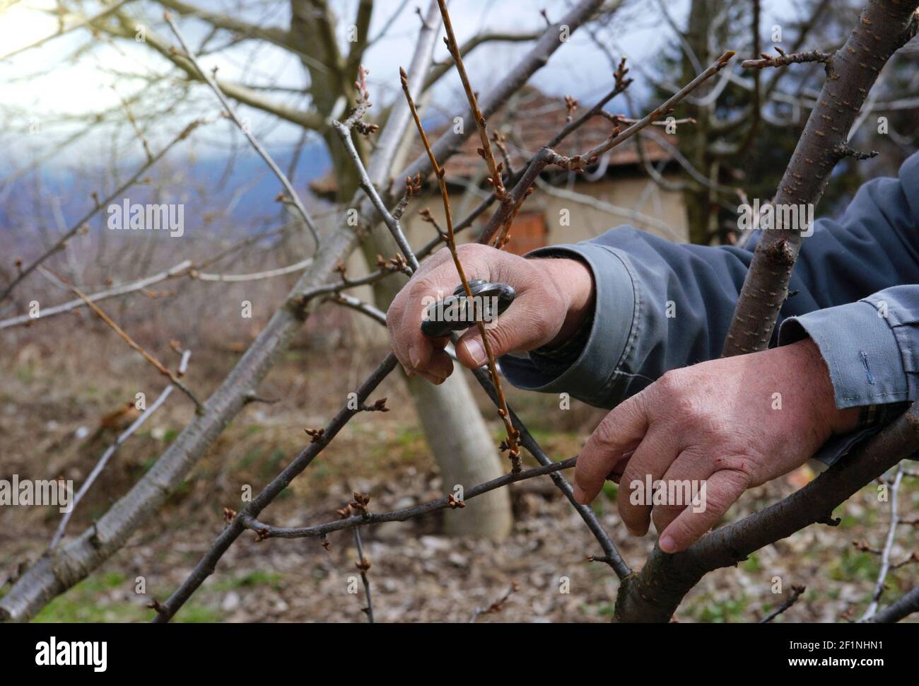 Pruning of the cherry tree in march Stock Photo Alamy