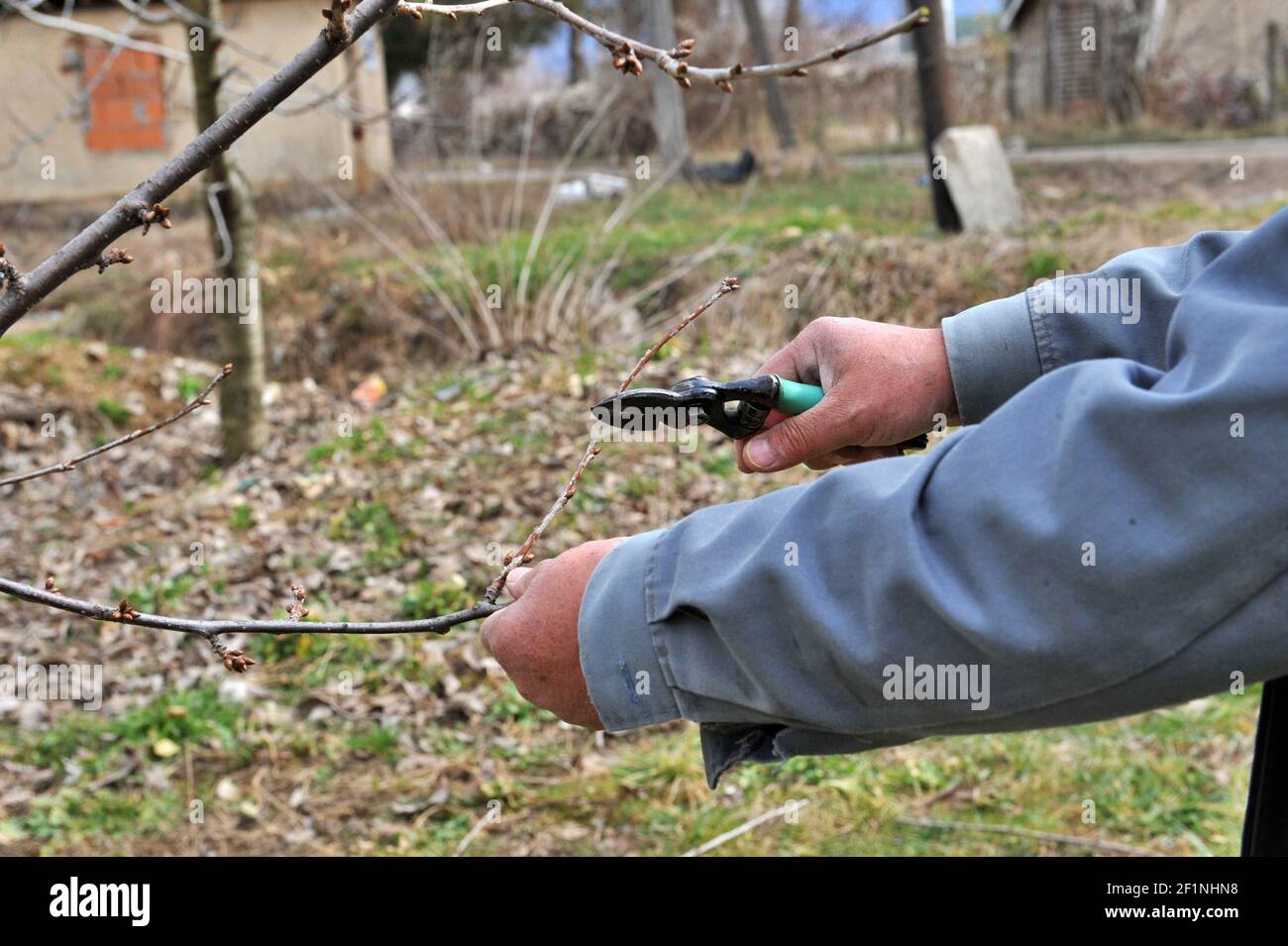 Pruning of the cherry tree in march Stock Photo Alamy
