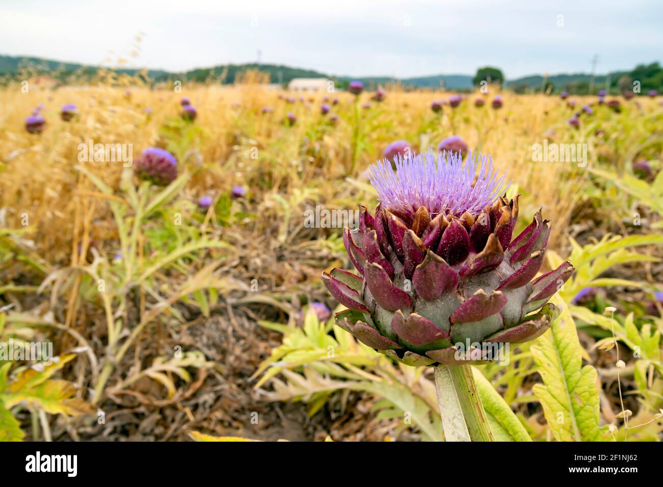 Ornamental artichokes hi-res stock photography and images - Alamy
