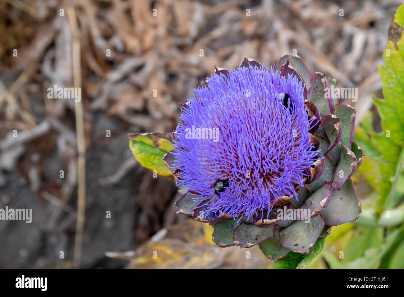 Artichoke flower in nature. This vibrant purple flower turns a delicious and traditional meal with olive oil of Turkish and Greek cuisine. Stock Photo