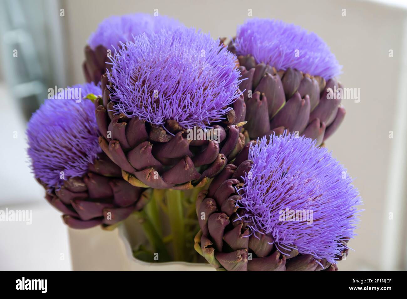 Ornamental artichokes hi-res stock photography and images - Alamy
