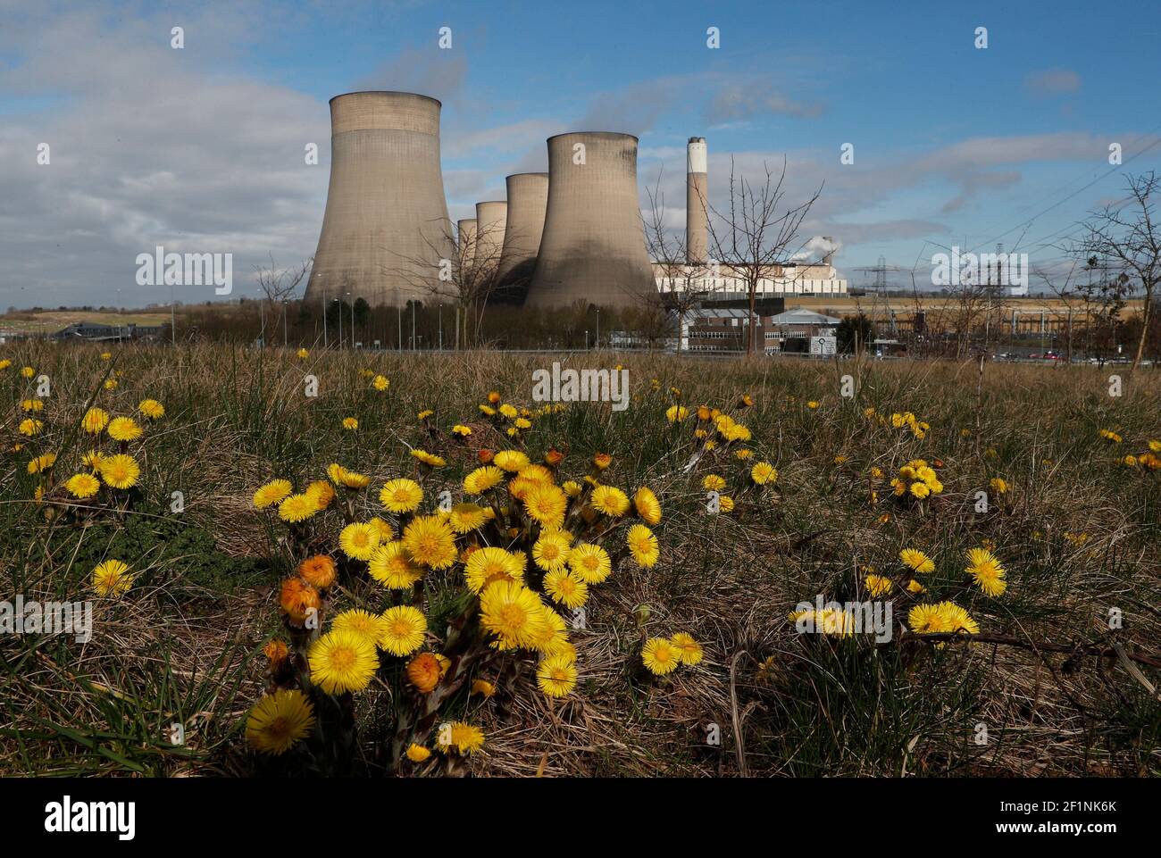 Ratcliffe-on-Soar, Nottinghamshire, UK. 9th March 2021. Flowers grow near Ratcliffe-on-Soar Power Station as Rushcliffe Borough Council is to discuss an expression of interest for UniperÕs coal-powered Power Station site to accommodate a nuclear fusion reactor when it is decommissioned in 2025. Credit Darren Staples/Alamy Live News. Stock Photo