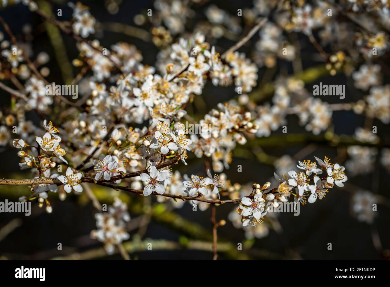 Amelanchier tree white blossom. Spring flowering tree Stock Photo