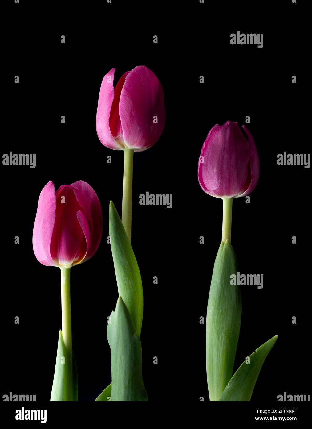 Three pink tulips isolated over black background. Stock Photo