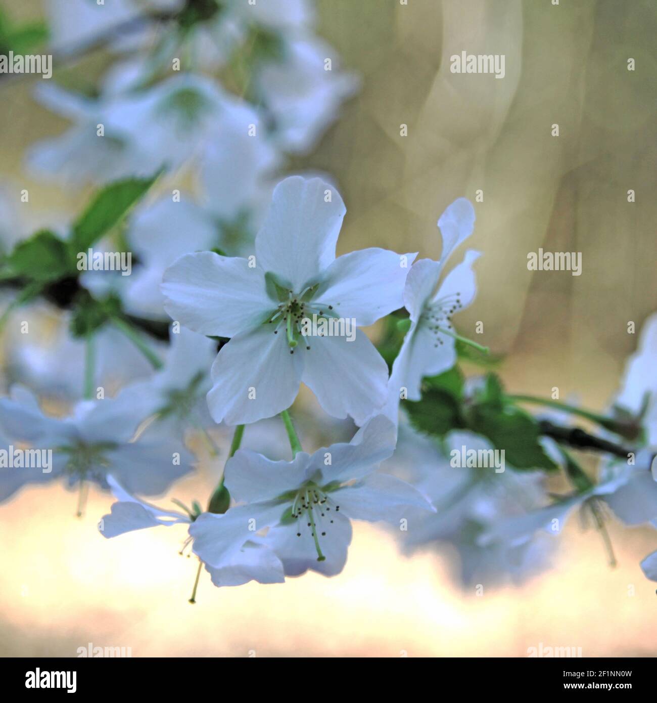 Shrubbery flower hi-res stock photography and images - Alamy