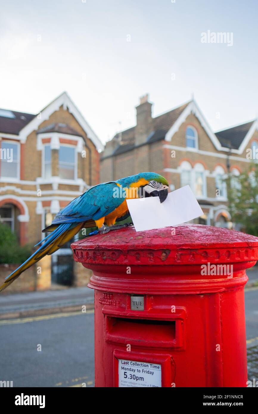 Mikey the pet Macaw on a London post box. Claire Atallah and Nimal Fernando who live in Wimbledon adopted Mikey in 2016. Claire (AKA singer Latala) was fascinated with Macaws as a child and was keen to adopt one as a pet. Together with Nimal who is originally from New Zealand and a member of the rock band 'Rival State', they took the plunge and adopted Mikey. Mikey has become a huge part of their lives and now even has his own YouTube channel. Mia was adopted in 2018 to keep Mikey company.   Mia and Mikey are large South American blue and gold Macaws. When kept as pets they can live for over 5 Stock Photo