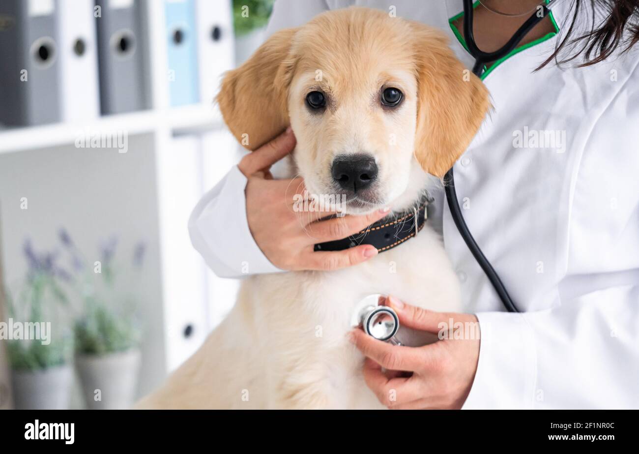 Examining of lovely dog by stethoscope in vet clinic Stock Photo