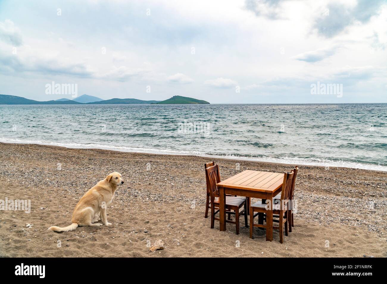 A dog sitting next to a wooden table with chairs on a pebble sandy beach bay with view to wavy sea and the horizon on a cloudy day. Stock Photo