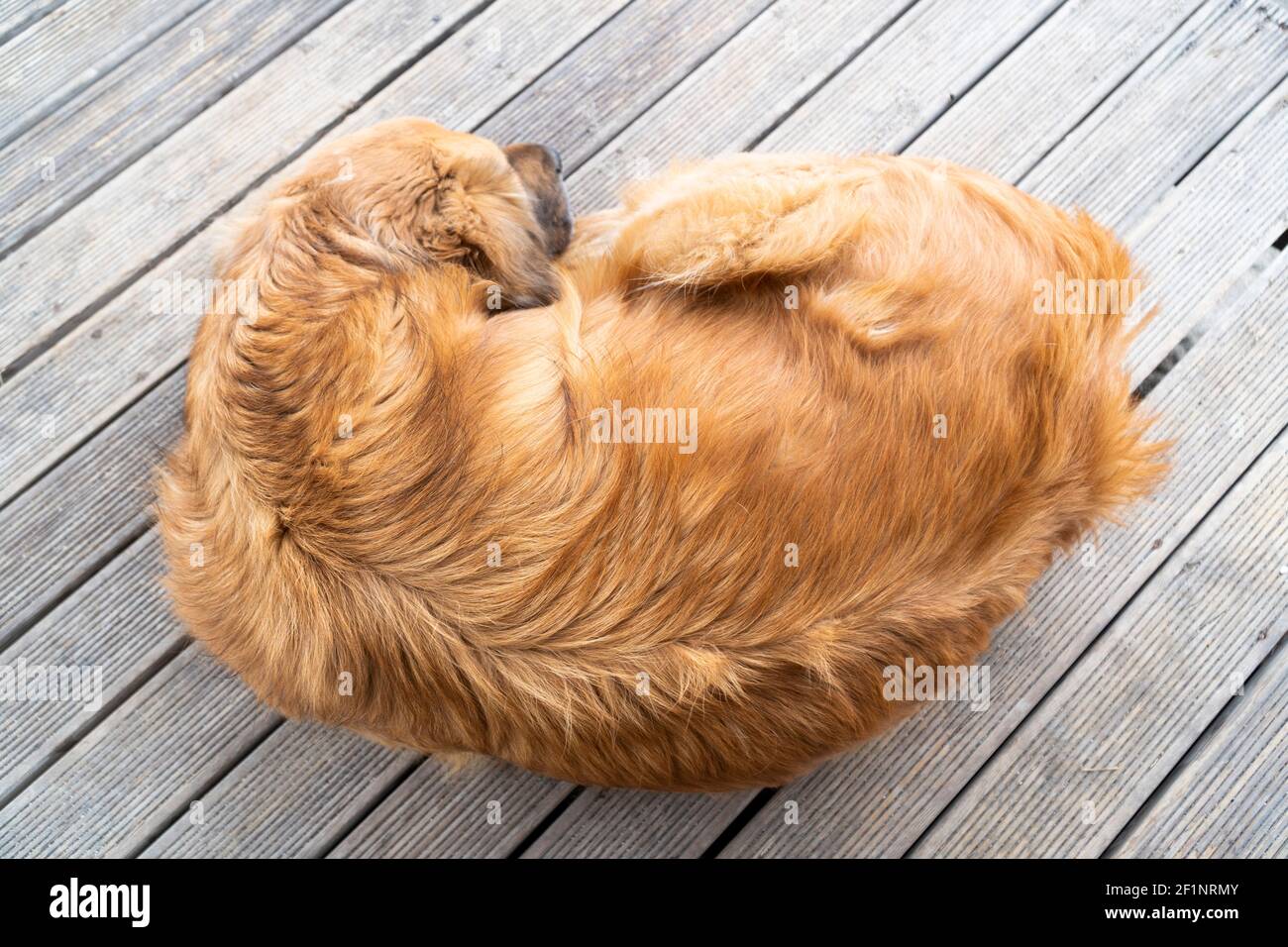 Top view on a gold brown golden retriever sleeping on a wooden floor Stock Photo