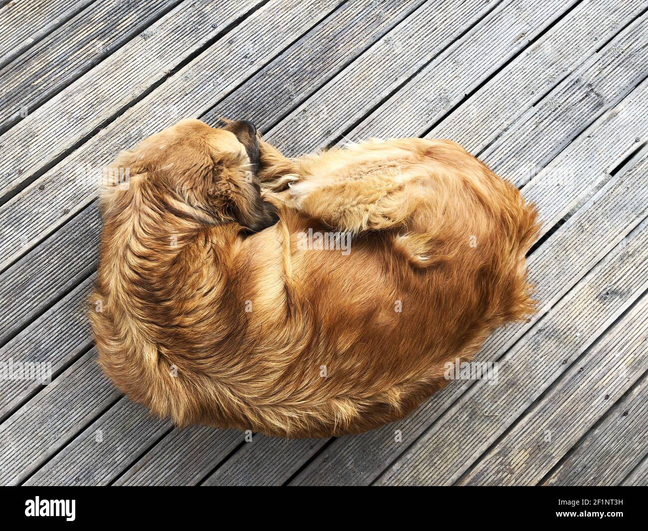 Top view on a gold brown golden retriever sleeping on a wooden floor Stock Photo