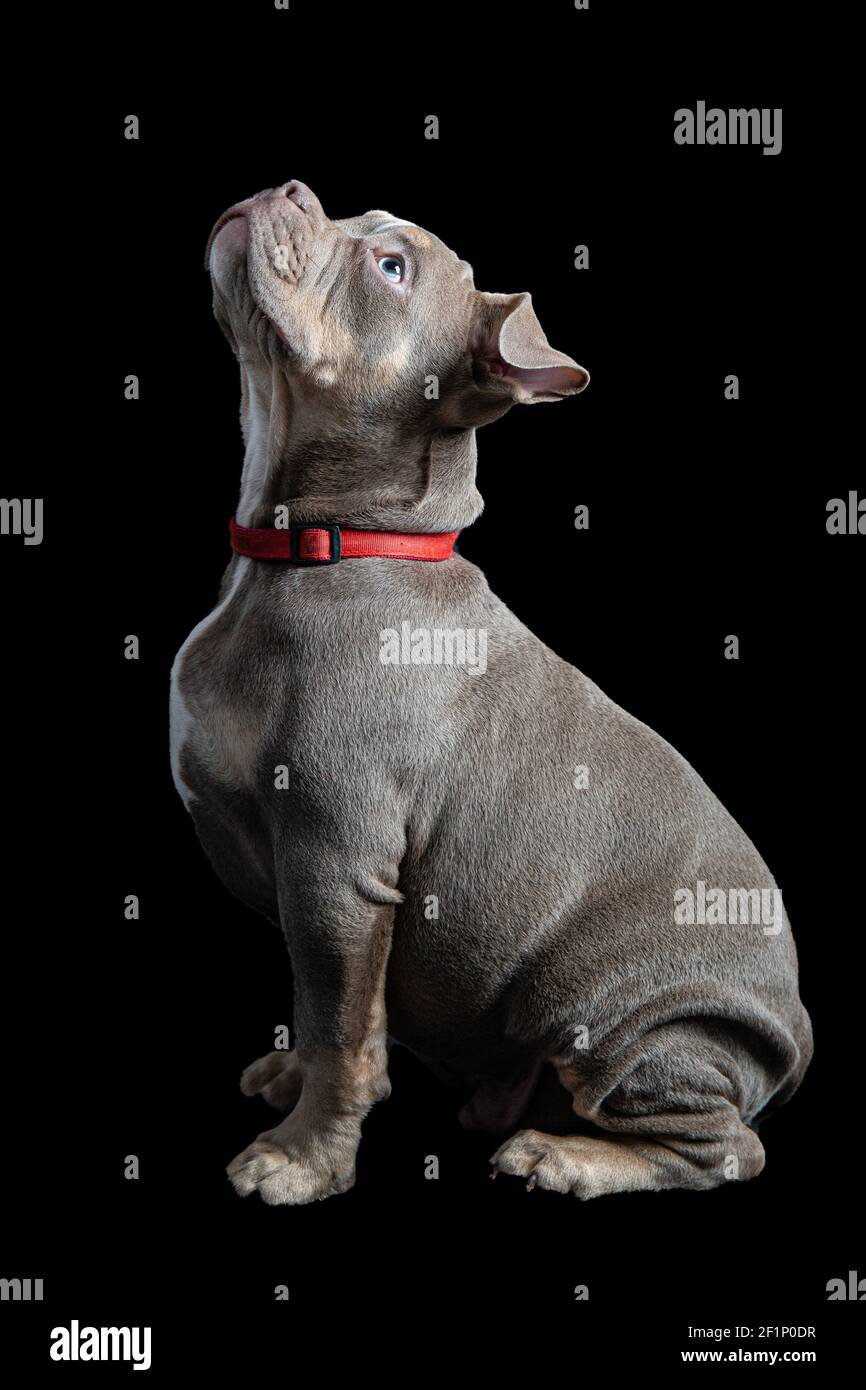 French bull dog looking up Stock Photo