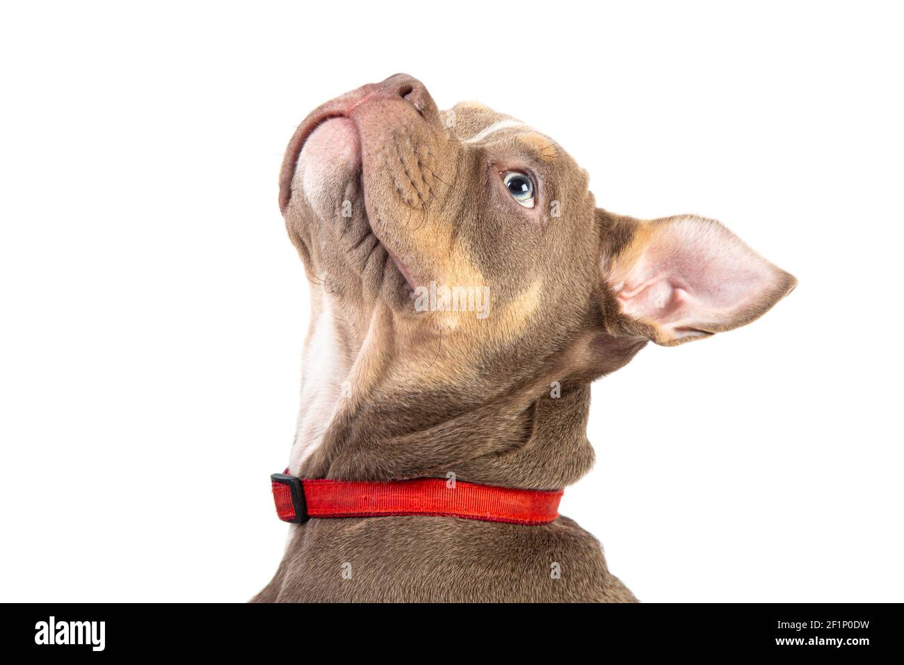 French bull dog looking up on a white background Stock Photo