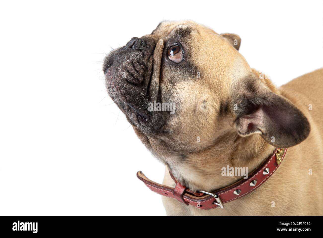 French bull dog looking up on a white background Stock Photo