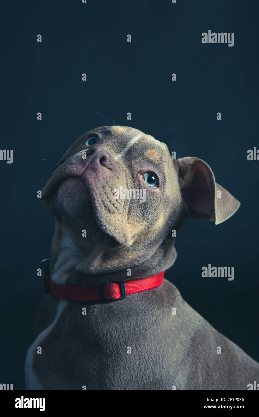 French bulldog puppy Stock Photo