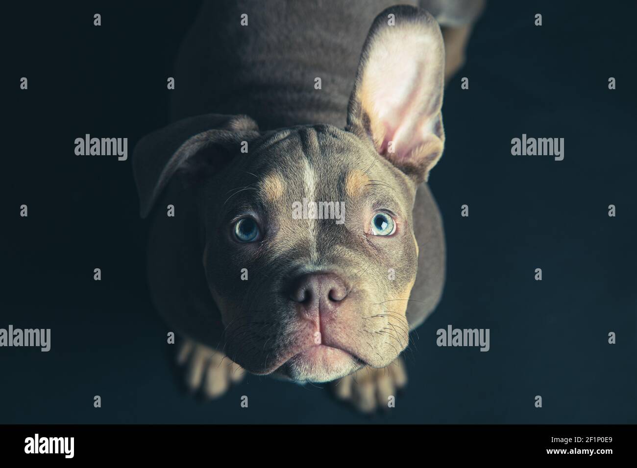 French bulldog puppy Stock Photo