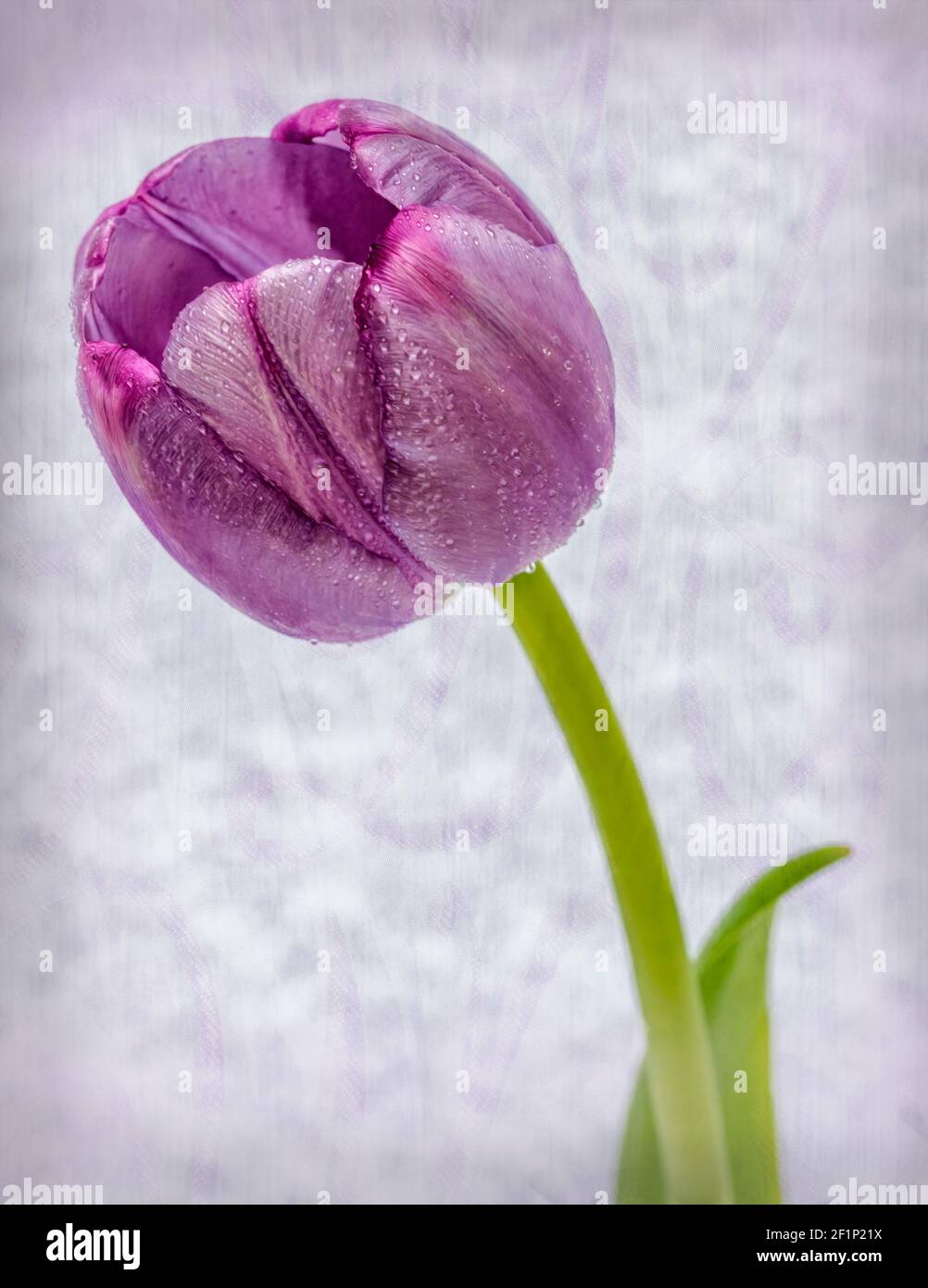 Tulip texture hi-res stock photography and images - Alamy