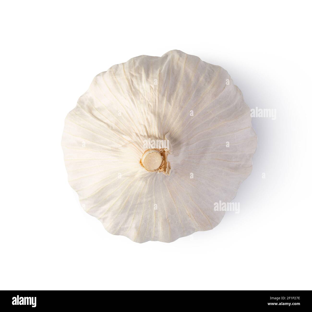 Fresh garlic on white background Stock Photo - Alamy