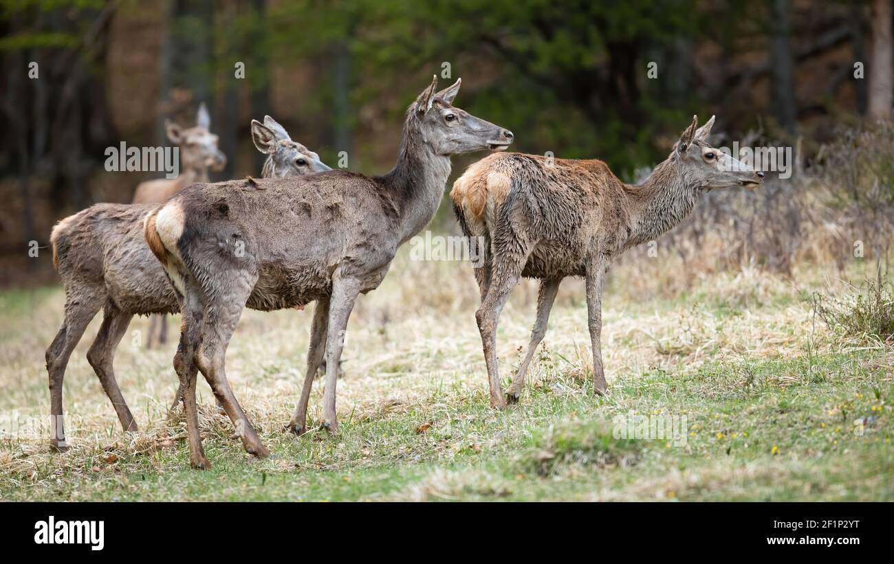 Group of red deer standing on field in spring nature Stock Photo