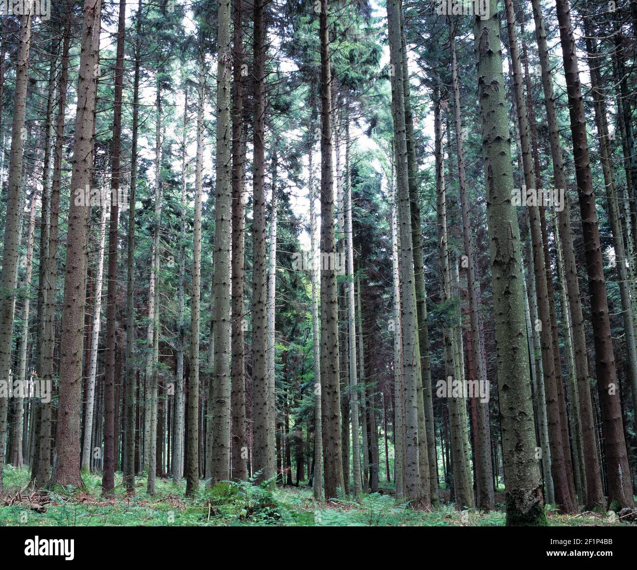 Germany. Baden-Württemberg. Black Forest. Tall Pine trees. Stock Photo