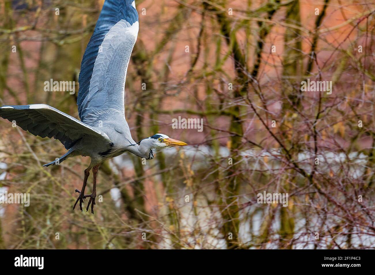 Grey heron in flight. Stock Photo