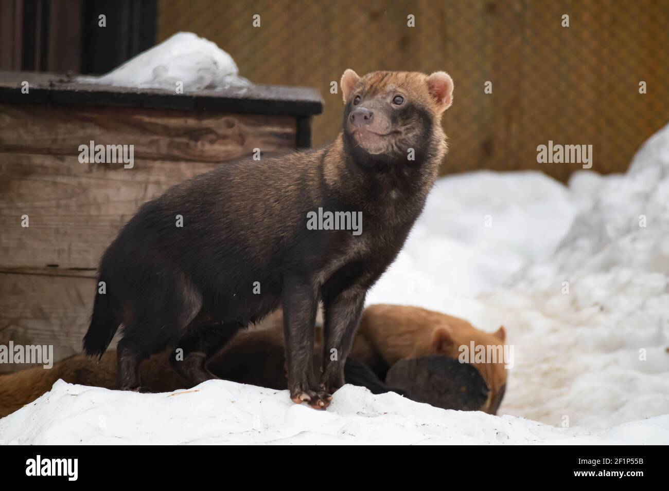 One bush dog in winter stands on a snowdrift and looks into the distance. Wild animals Stock Photo