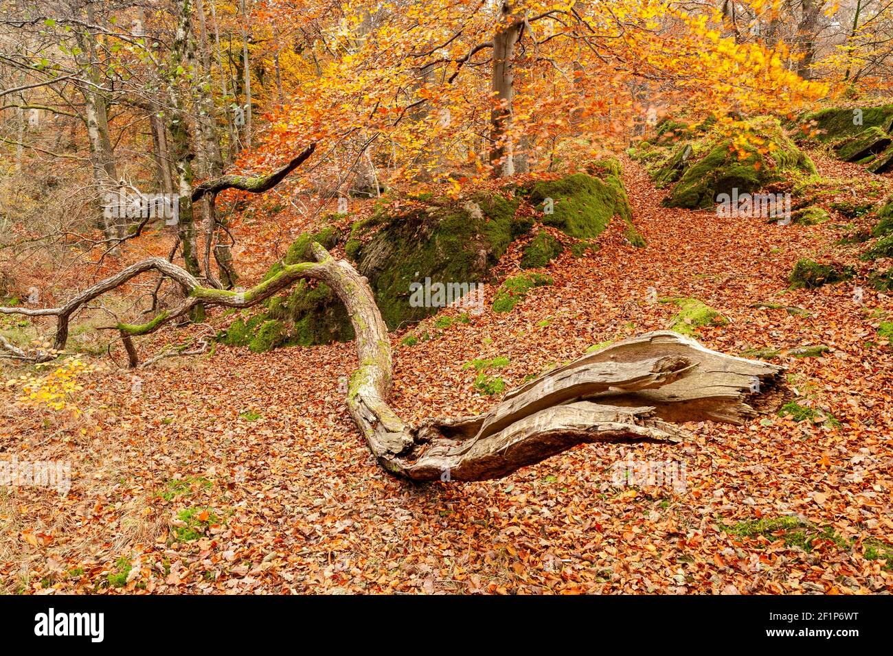 Lake District in autumn colours at Grasmere Stock Photo