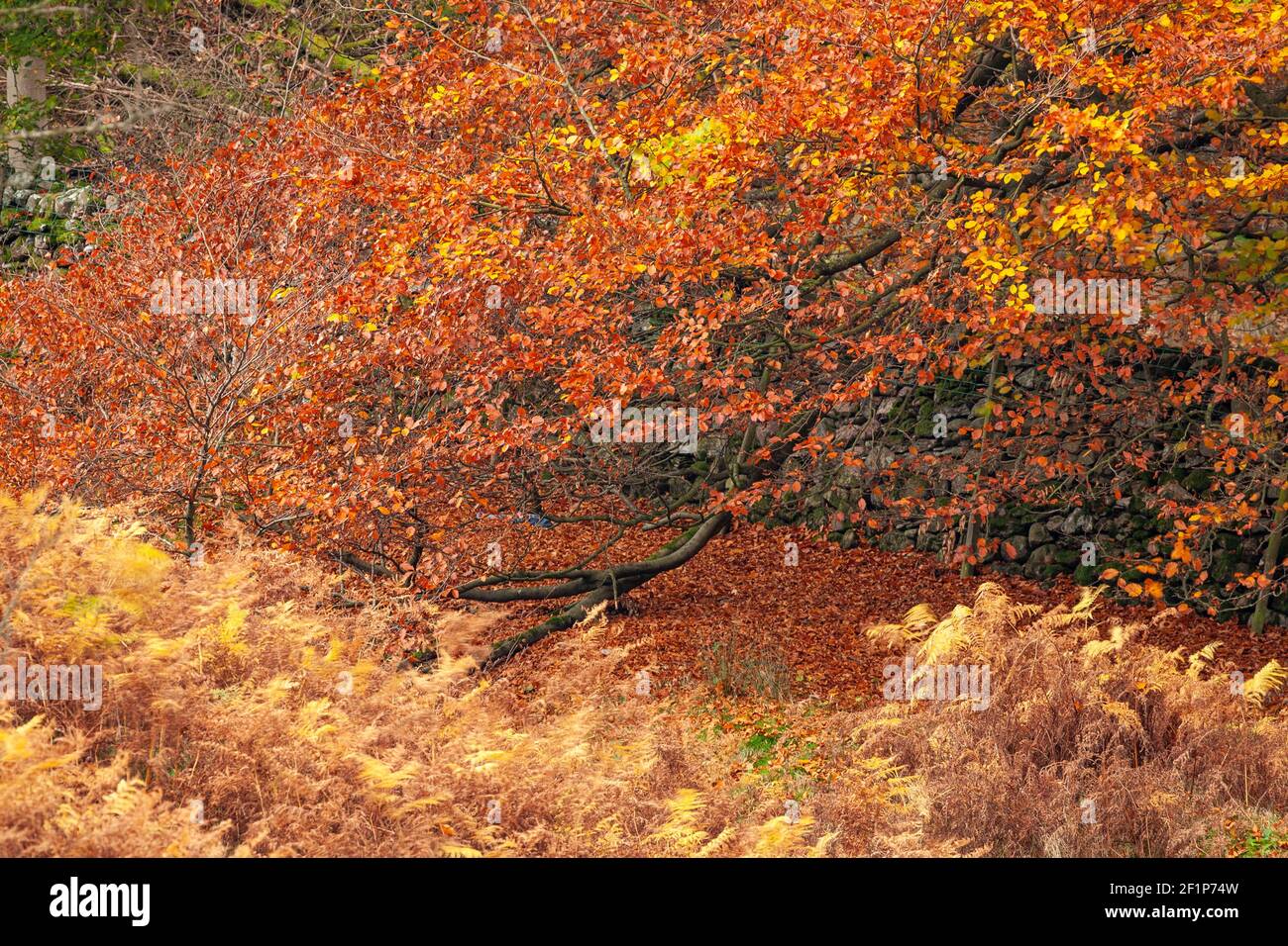 Lake District in autumn colours at Grasmere Stock Photo
