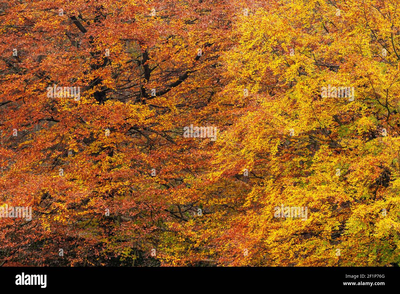 Lake District in autumn colours at Grasmere Stock Photo