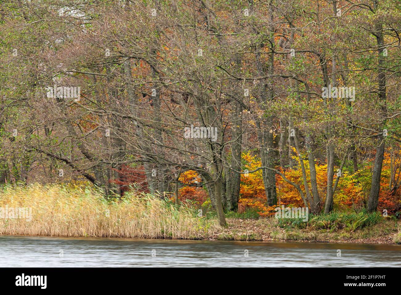 Lake District in autumn colours at Grasmere Stock Photo