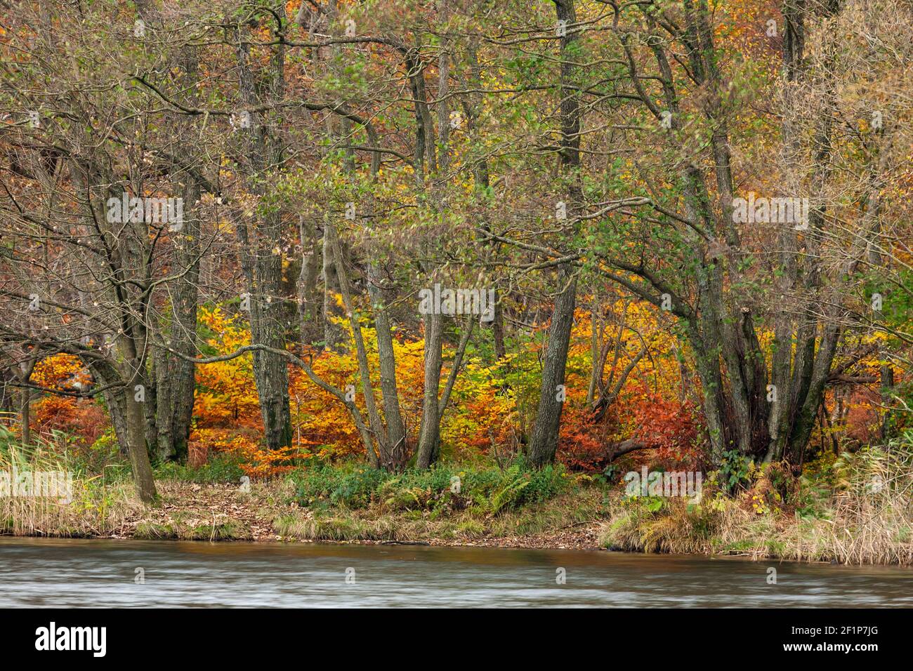 Lake District in autumn colours at Grasmere Stock Photo