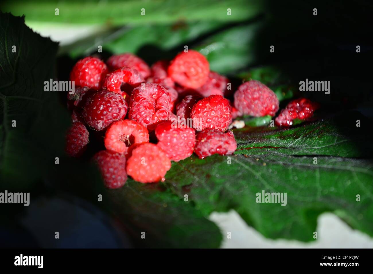 Freshly picked raspberry, at green pumpkin leaf Stock Photo