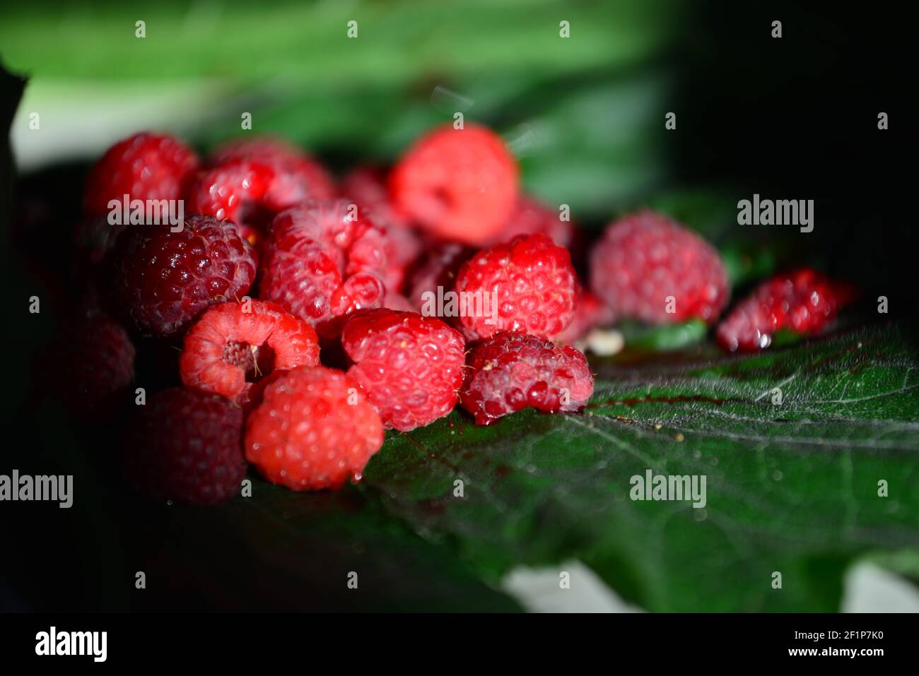 Freshly picked raspberry, at green pumpkin leaf Stock Photo