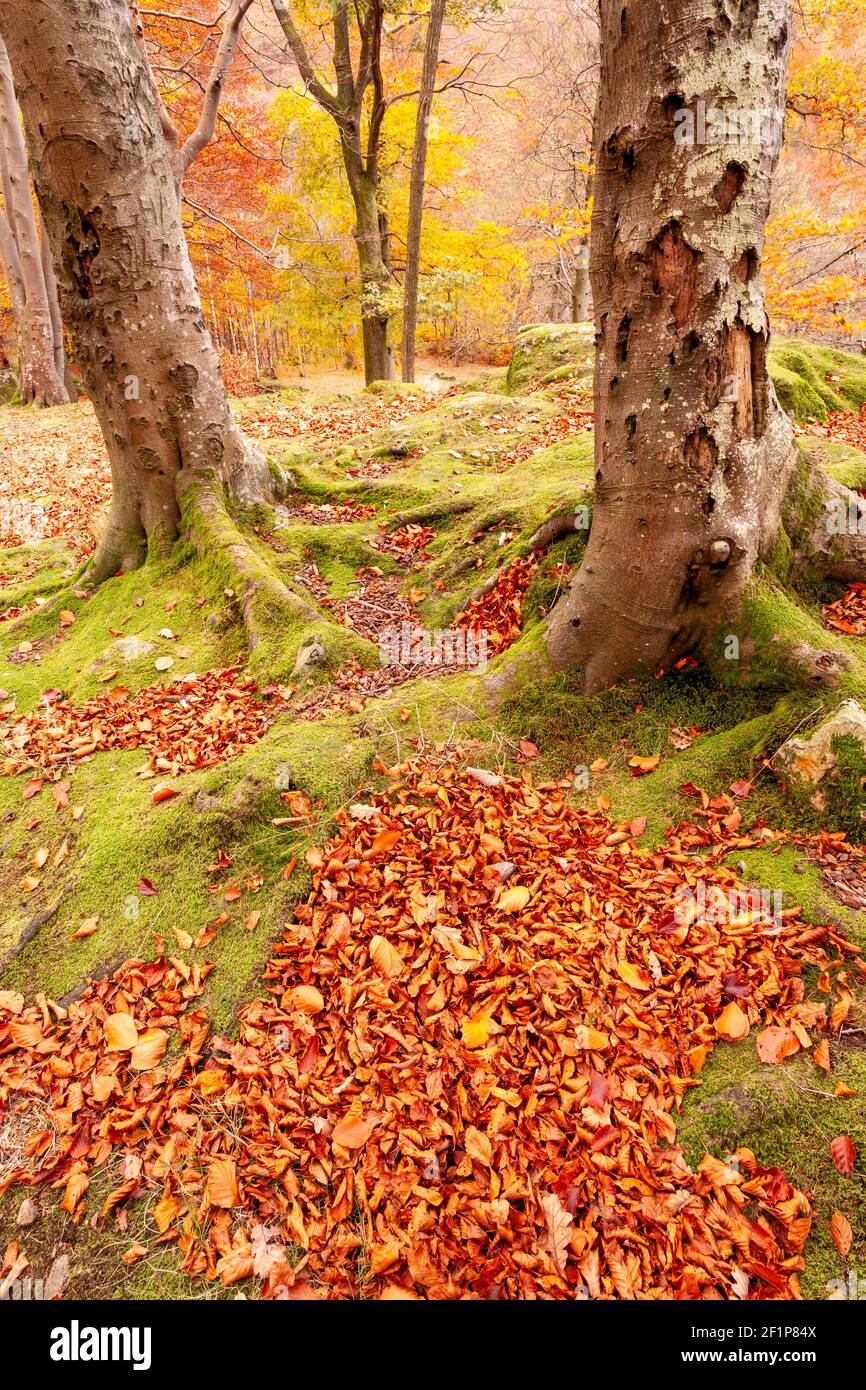 Lake District in autumn colours at Grasmere Stock Photo