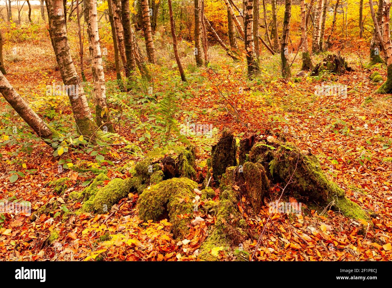 Lake District in autumn colours at Grasmere Stock Photo