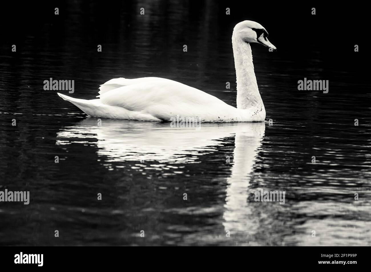 A grayscale of a swan swimming in a pond Stock Photo - Alamy