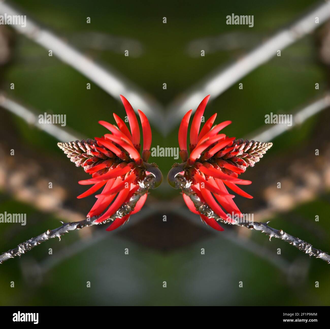 Erythrina speciosa (Coral tree) a tropical plant with vibrant coral-orange flower spikes on an abstract composition. Stock Photo