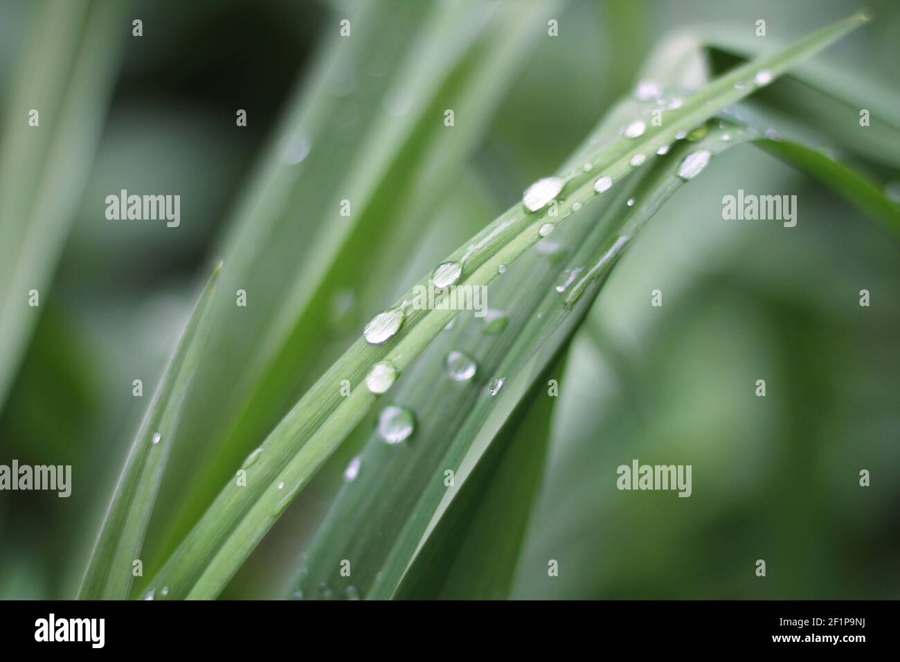 Water drops or morning dew on fresh green grass. Nature background Stock Photo
