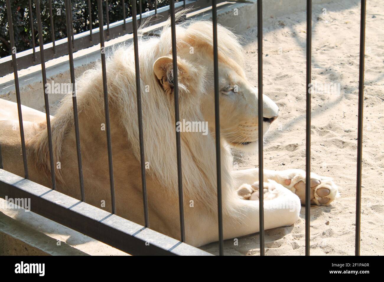 Big male white lion lying down in zoo cage Stock Photo - Alamy