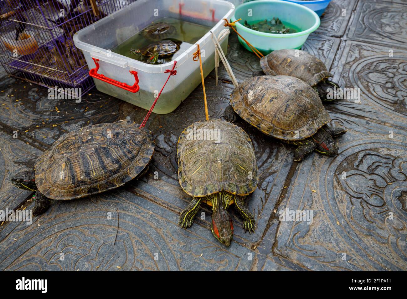 Turtle plastic straw hi-res stock photography and images - Alamy